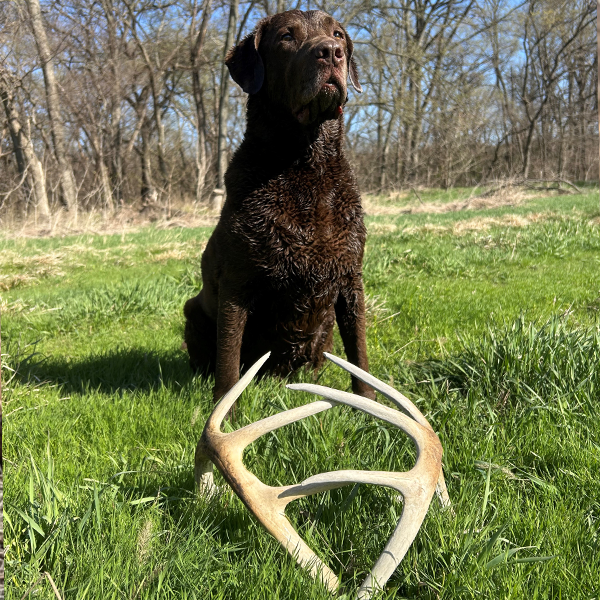 Chase standing with a large shed antler