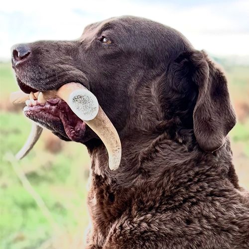 Deer Antler Chew