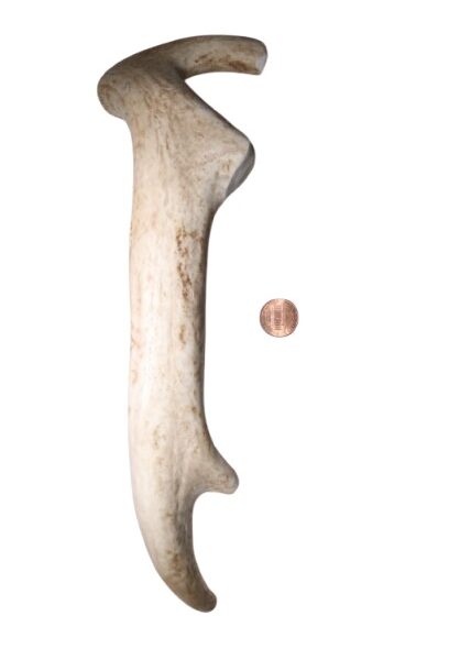 Giant Deer Antler Chew