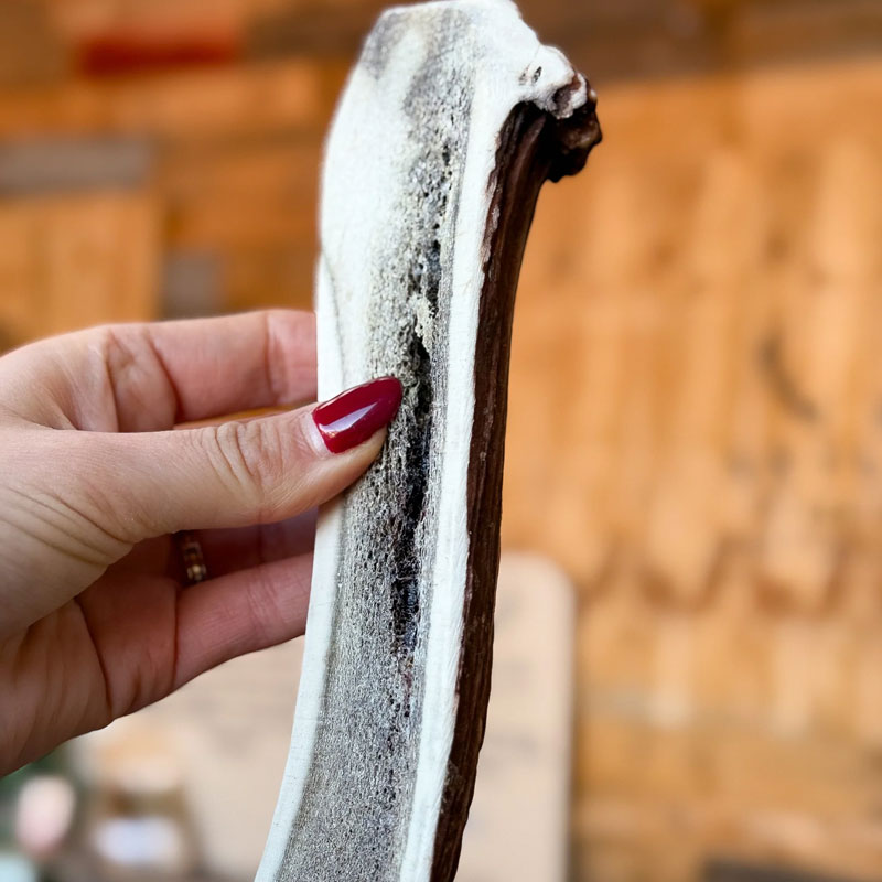 Split elk antler with visible marrow