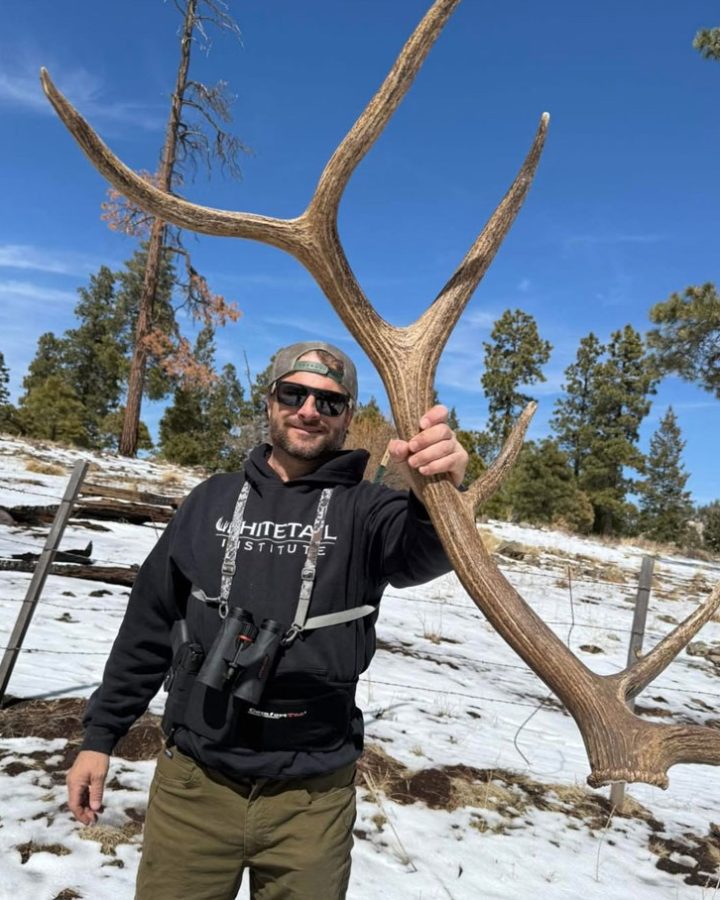 Large naturally shed elk antler