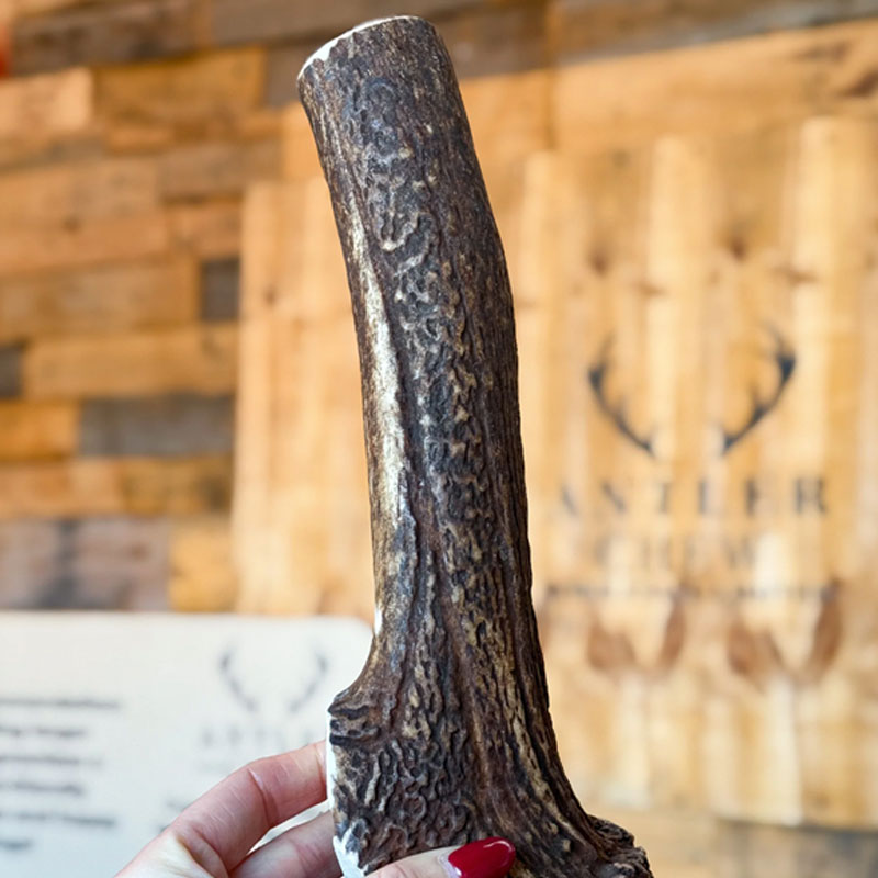 Whole deer antler chew