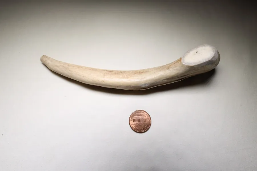 Whole Deer Antler Chews
