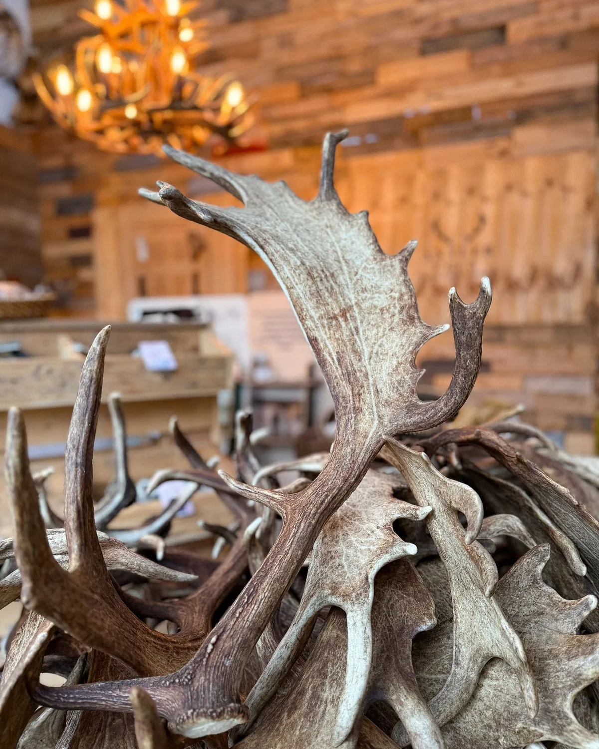 Naturally shed antlers sorted at G7 Ranch