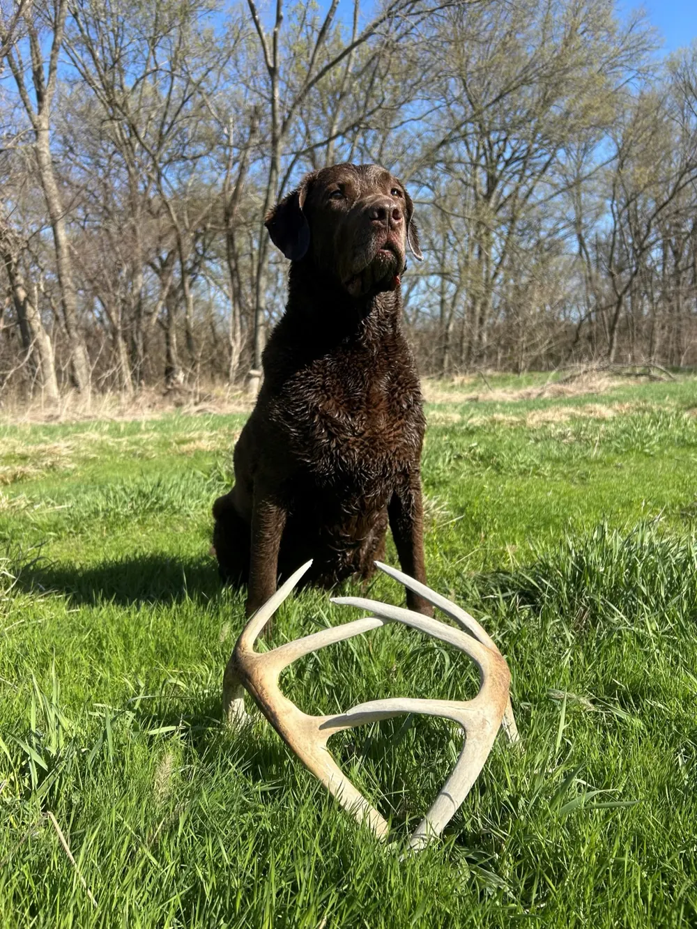 Chase carrying a shed antler