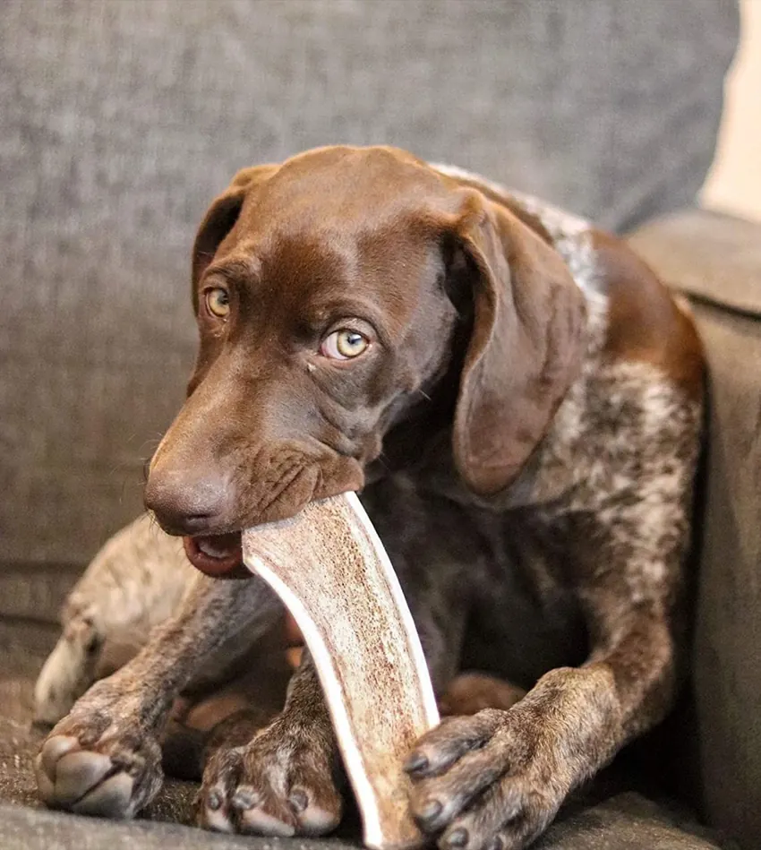 Dog enjoying a G7 split antler chew