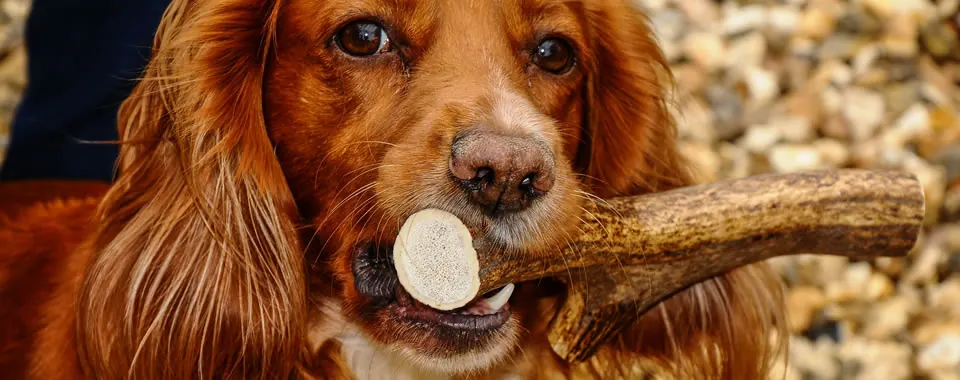 Chase holding an antler chew