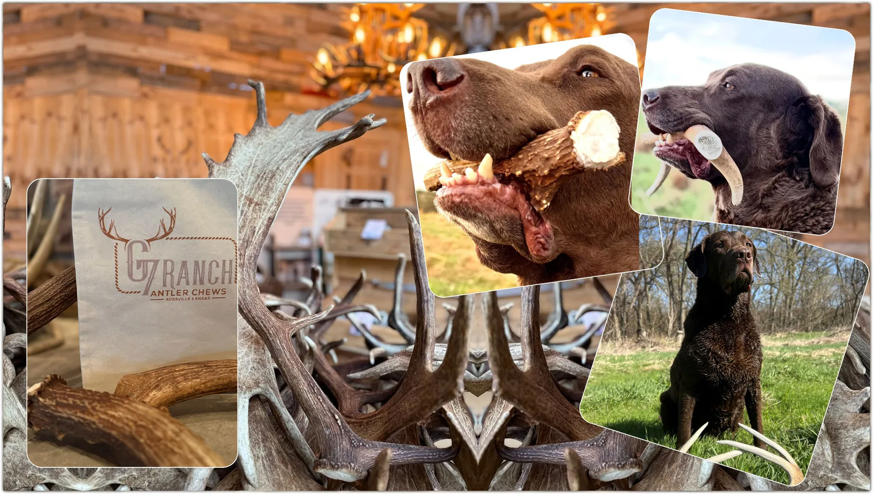 G7 Ranch antlers, ranch dogs enjoying antler chews, and Chase outdoors